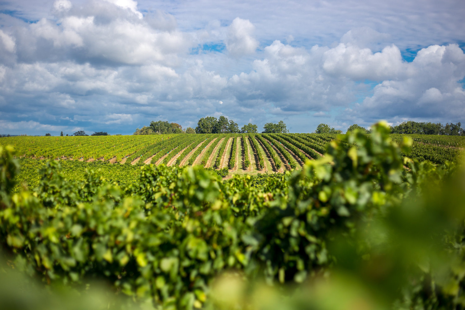 Bordeaux a sustainable vineyard Bordeaux Tourism Conventions